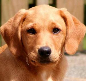 5 rules for easy labrador puppy recall