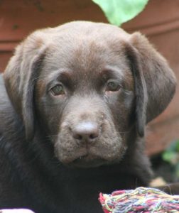 Pack leader to your labrador puppy