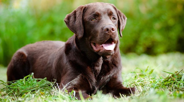 Teach Your Dog To Lay Down And Stay