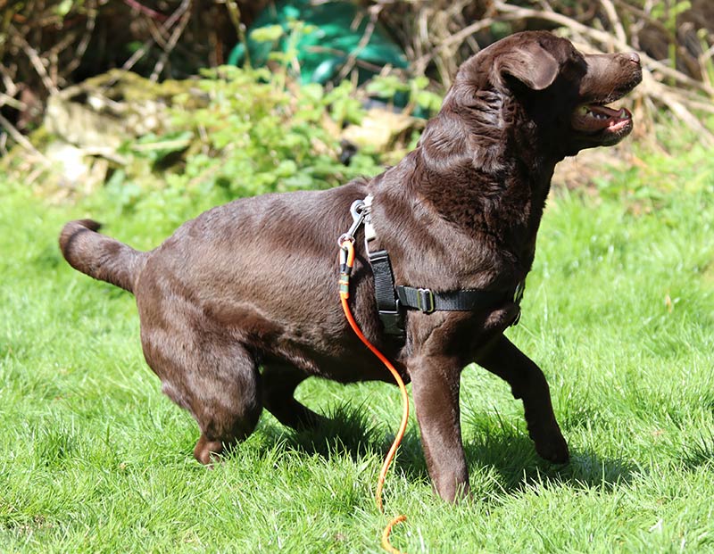 extra long dog training leads uk