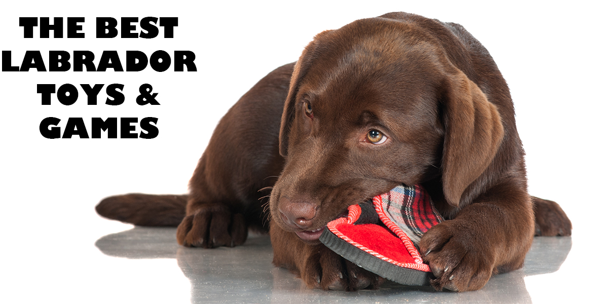 Lab shop puppy supplies