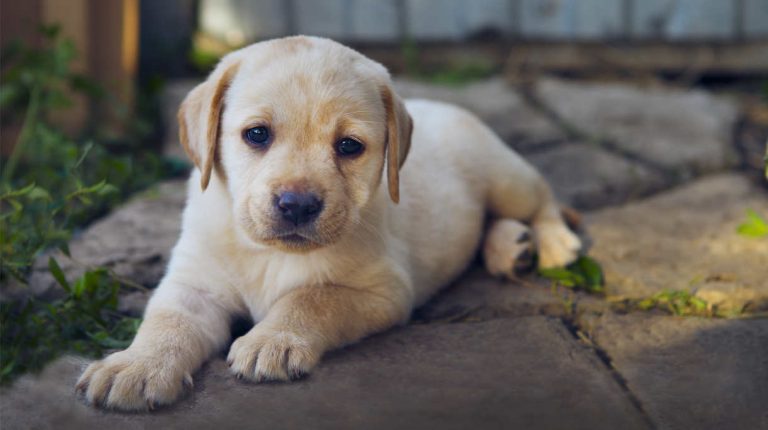 5 Rules For A Successful Labrador Puppy Recall