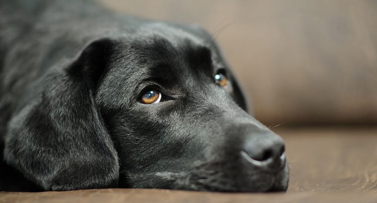 Labrador Health Problems