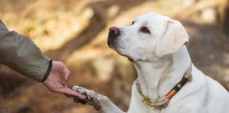 should you send your dog away for training