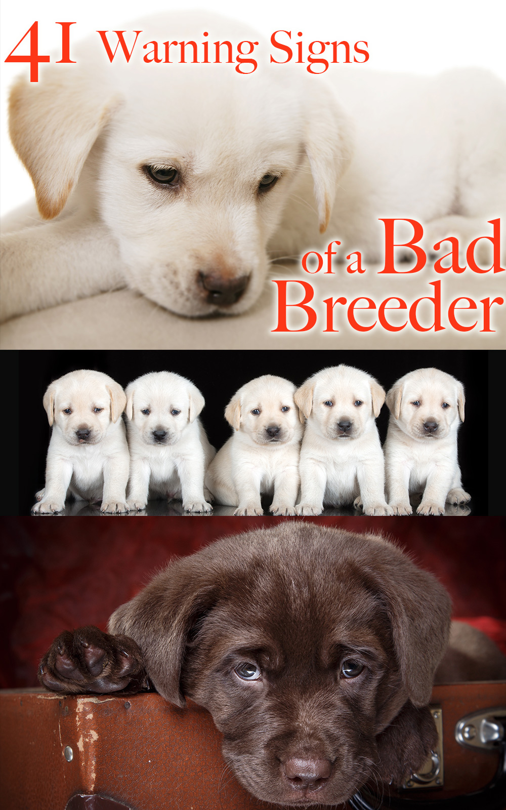 Worstelen Absoluut opleggen How To Spot A Bad Labrador Breeder - And Avoid Disaster!