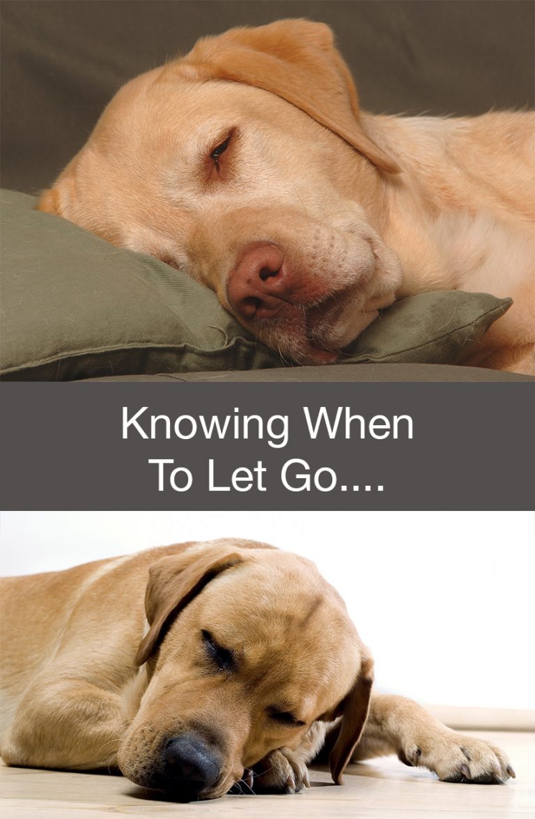 Knowing When to Let Go of Your Labrador