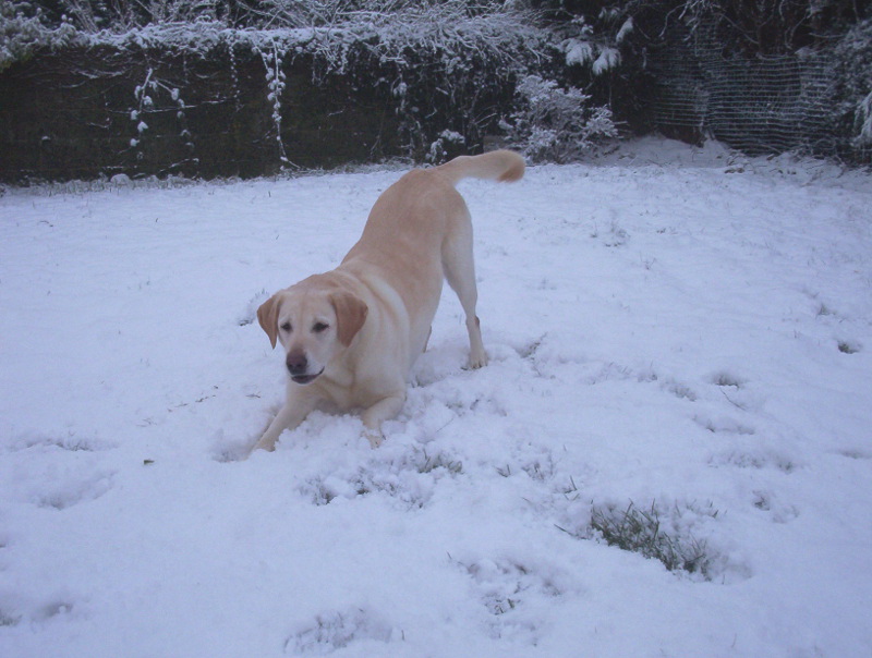 yellow lab snow - The Labrador Site