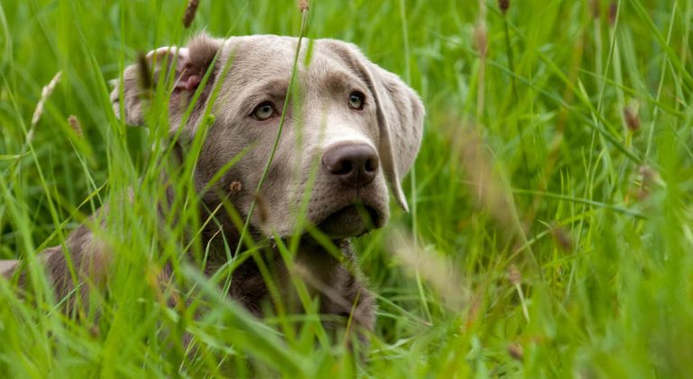 Why Does My Labrador Eat Grass?