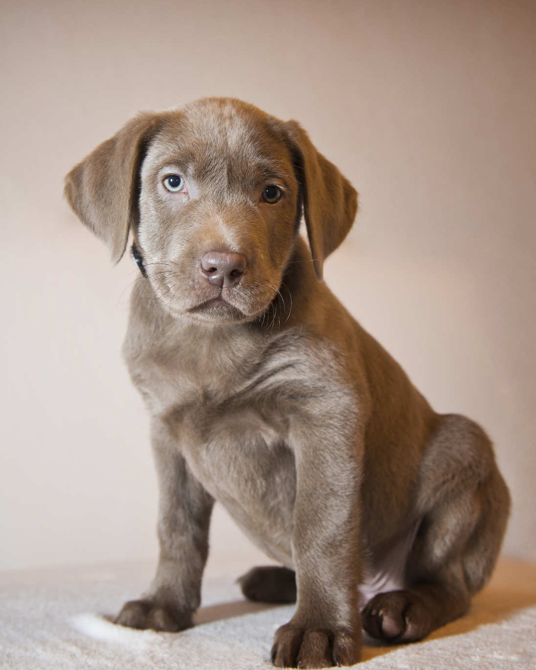 chocolate and silver lab mix