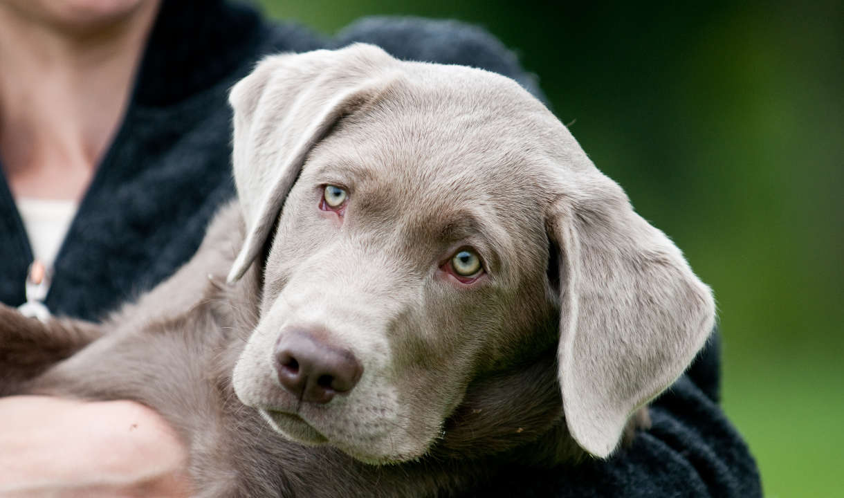 How long do silver labradors live