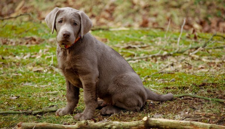 Labrador Cross Breeds: should we exclude them?