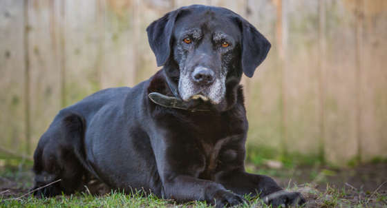 Caring for an older Labrador