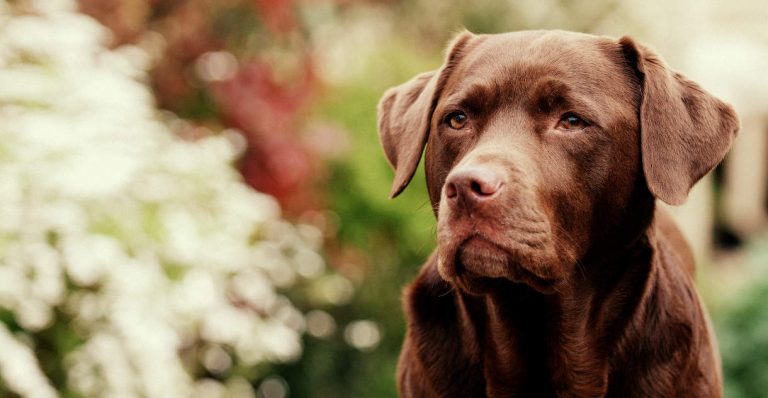 Labradors In Heat: Managing Your Female Dog During her Season