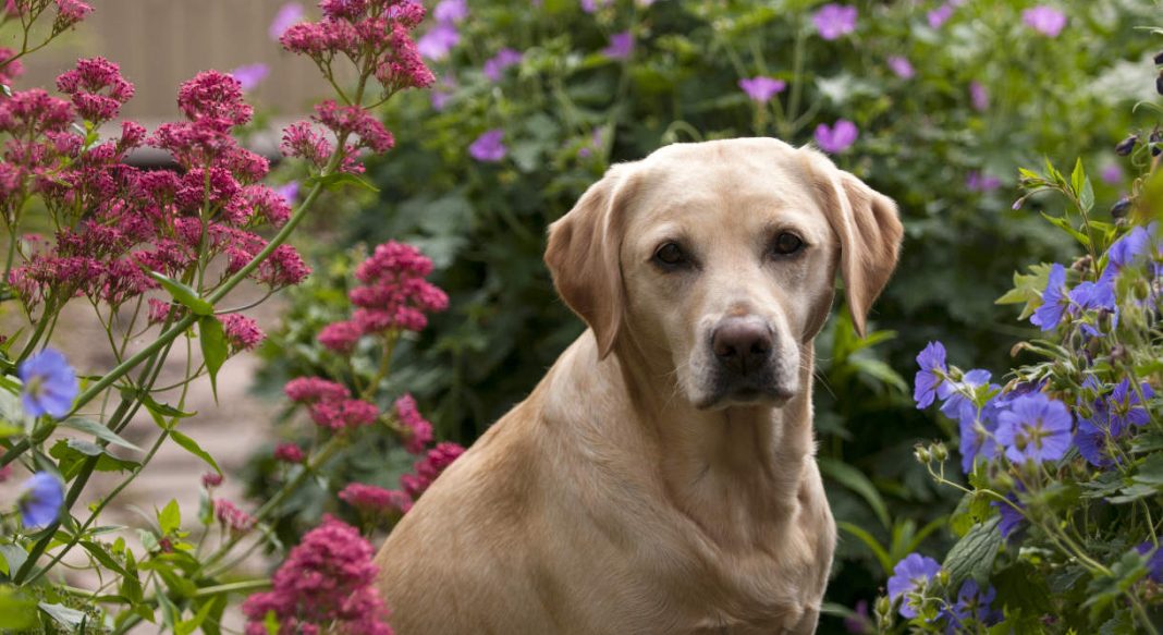 Labradors In Heat: Managing Your Bitch During Her Season