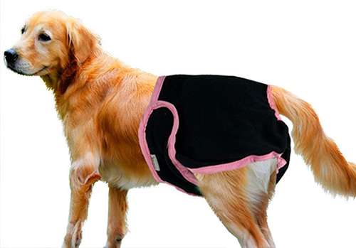 female dog in heat pants