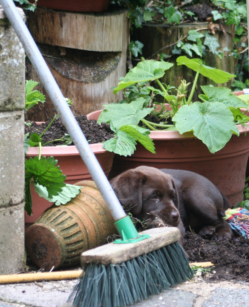 How To Keep Dogs Out Of Garden - Dog Repellents 