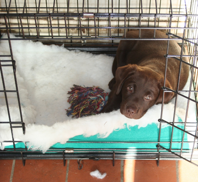 Training your Labrador puppy to 'crate' on command - The Labrador Site