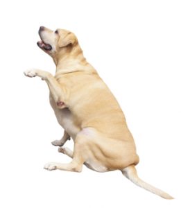 Labrador Weight Charts - How Much Should My Labrador Weigh?