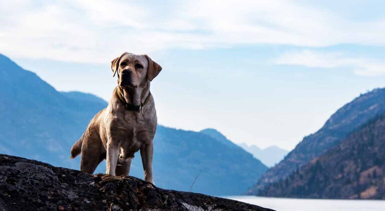 So You Want Your Labrador To Be A Stud Dog?