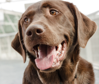 Teaching Your Labrador To Control Himself - The Labrador Site