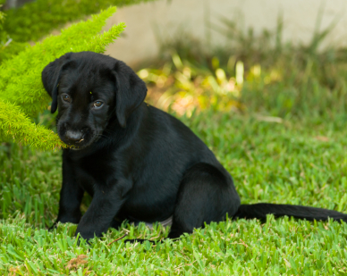 9 Week Old Puppy: Schedules And What To 
