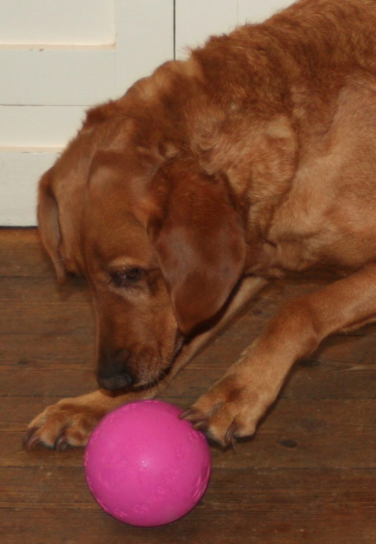 Labrador Treat Dispenser