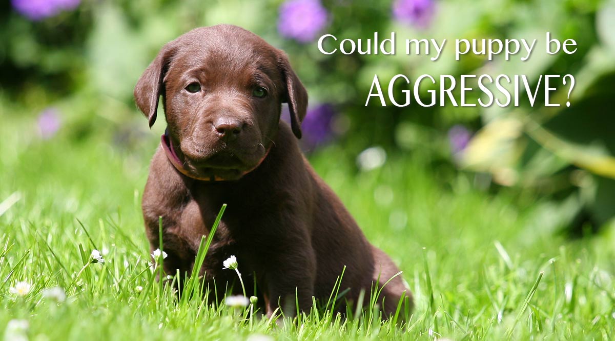 what are signs of aggression in puppies
