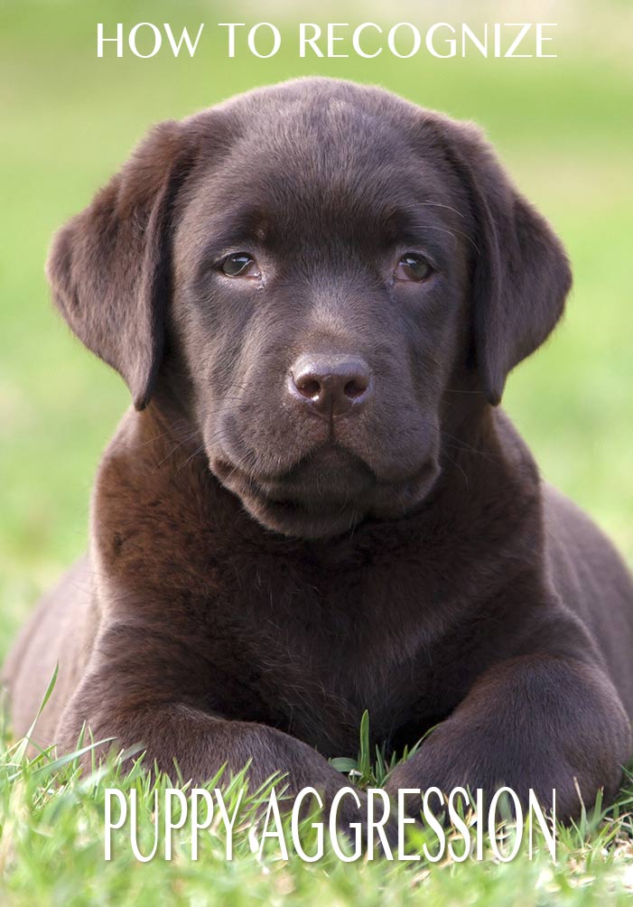 puppy snarls and bites