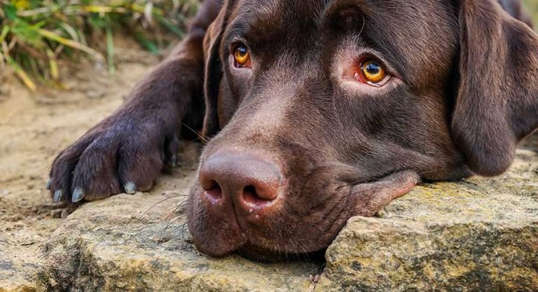 A dogs sense of smell