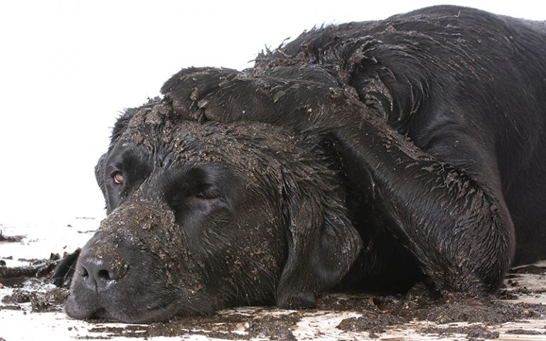 Bathing and Grooming Your Labrador