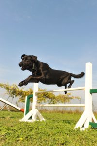 teach your Labrador to jump