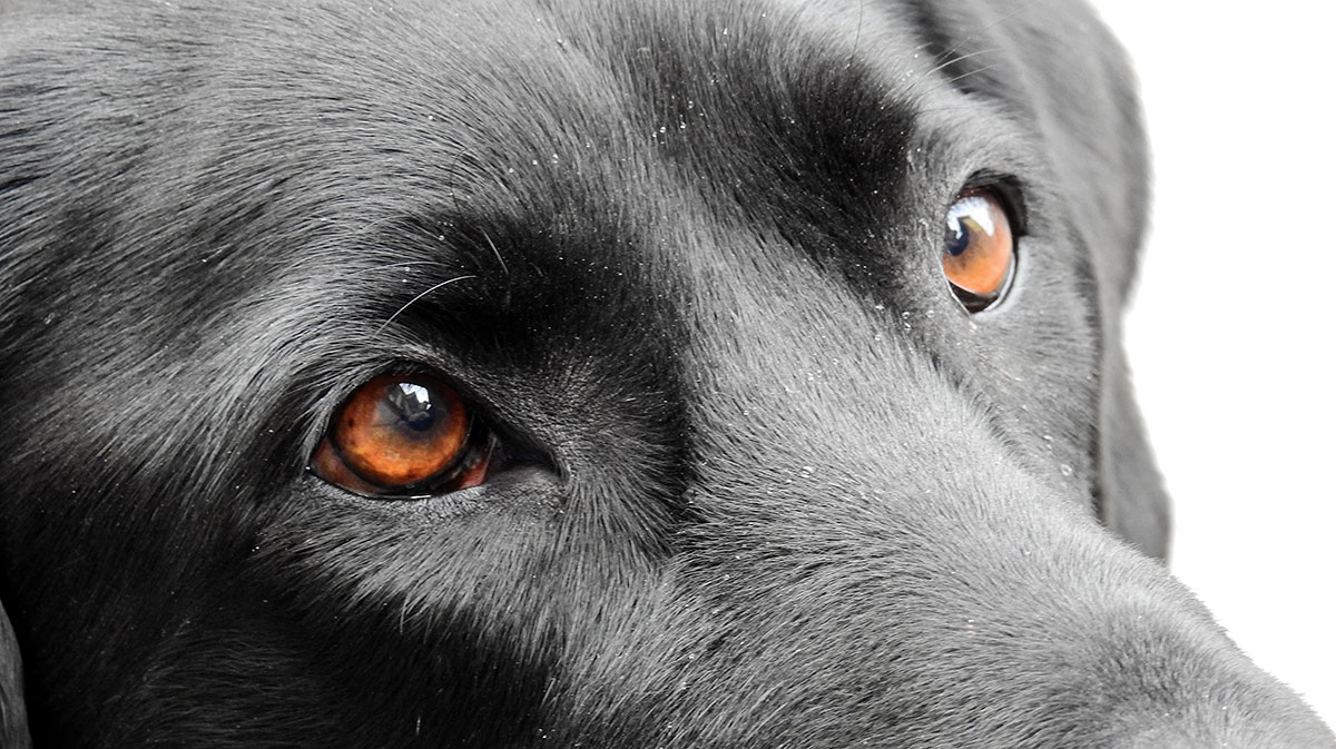 vision through a dog's eyes