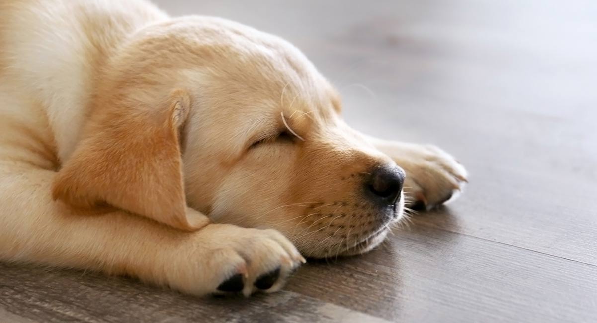 how long do puppies normally sleep at night