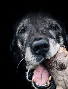 why do labradors eat rubbish