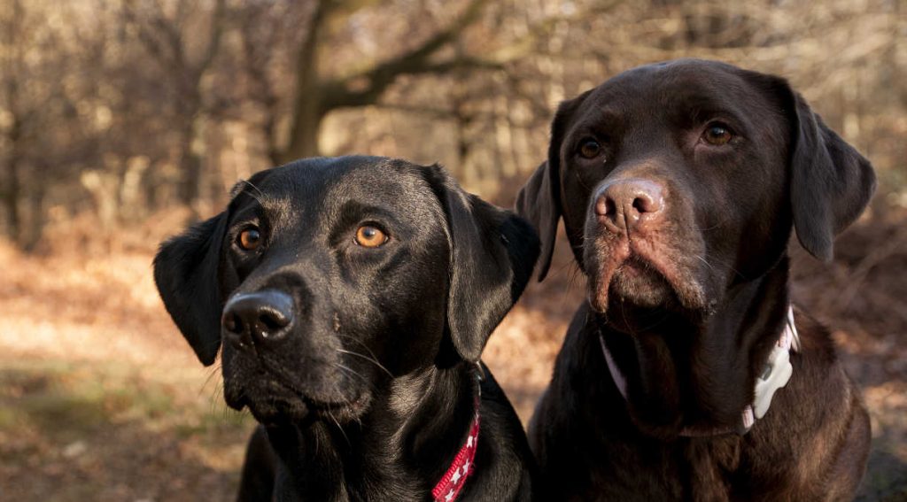 two Labrador friends