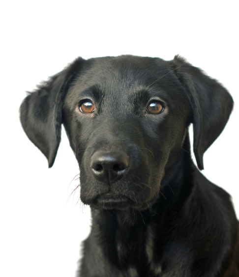 Understanding your Labrador - The Labrador Site