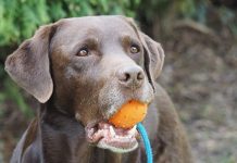 labrador shedding: it's the moulting season again