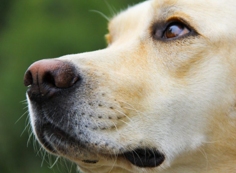 day care for Labradors