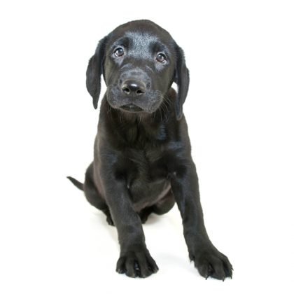 Communicating with your Labrador puppy