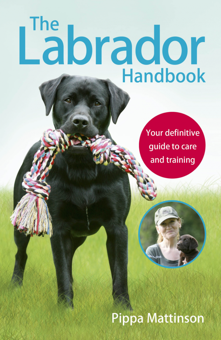 Different Types Of Labrador - Which Is Right For You?