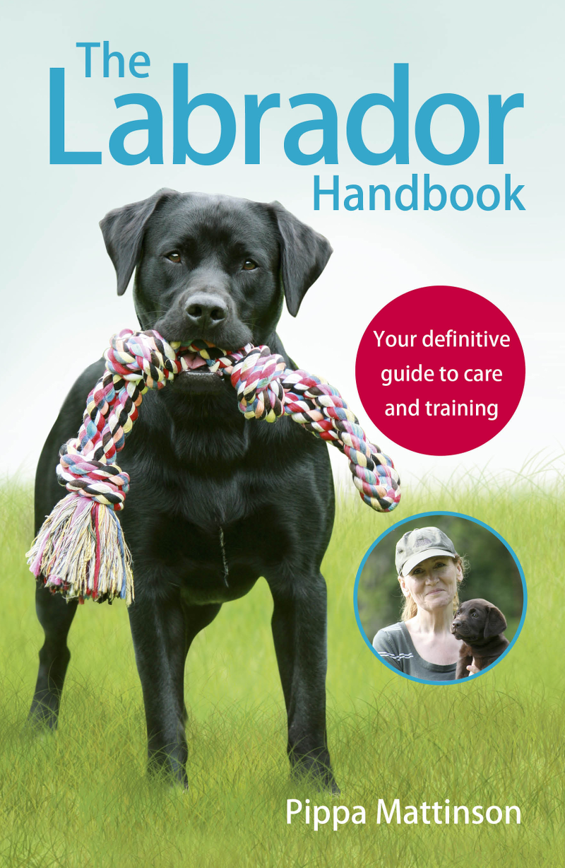 Six Month Labrador Your Puppy Questions Answered