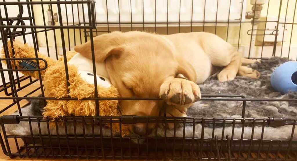 our yellow lab puppy asleep in her crate
