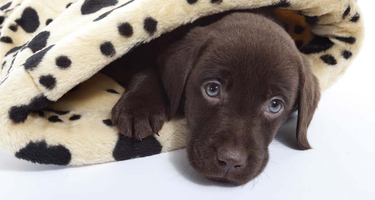 Labrador puppy beds and bedding – tips and advice for keeping your puppy cosy