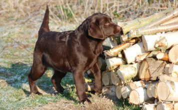 chocolate lab puppy by woodpile