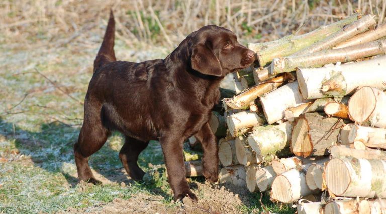 chocolate lab puppy by woodpile