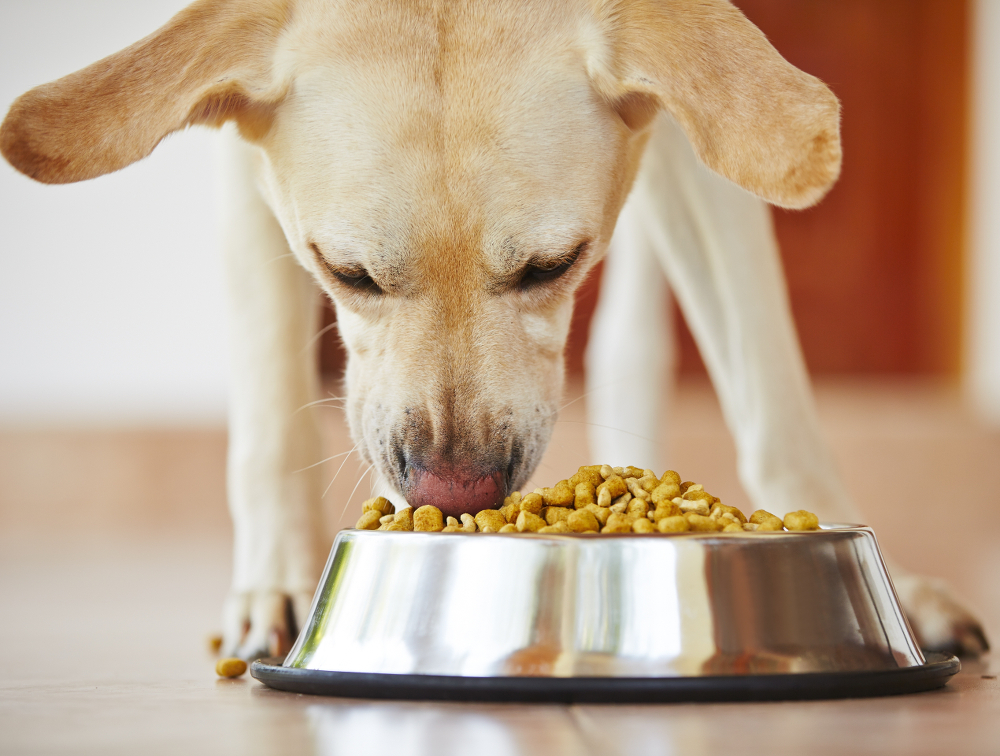 dog eating bowl