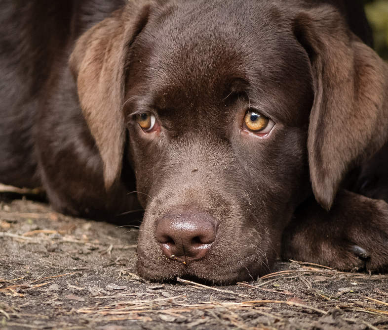 Labrador puppy health