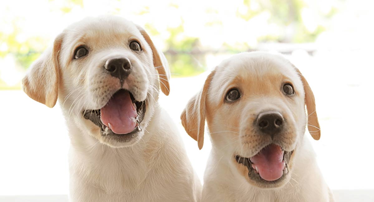 lab puppy growth stages