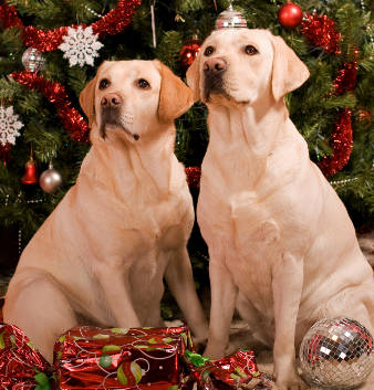 Labrador Christmas