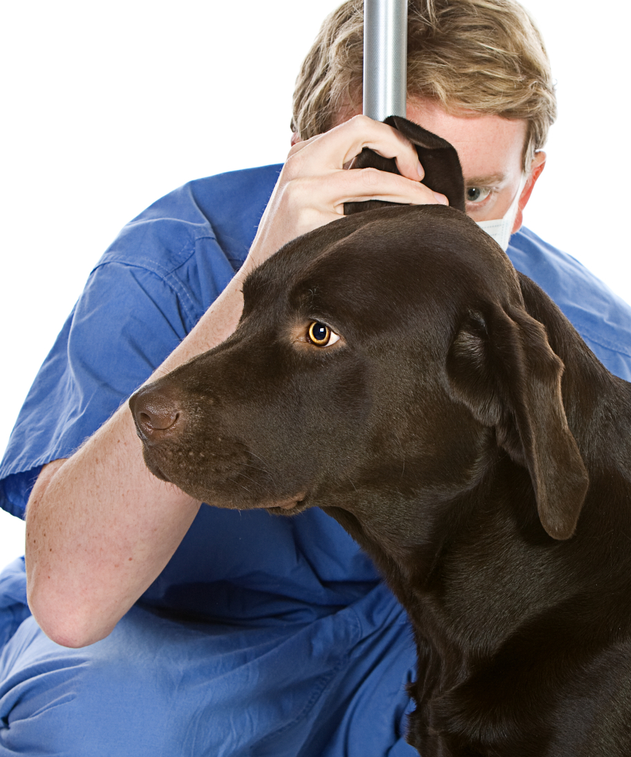 Ear Problems In Labradors - The 